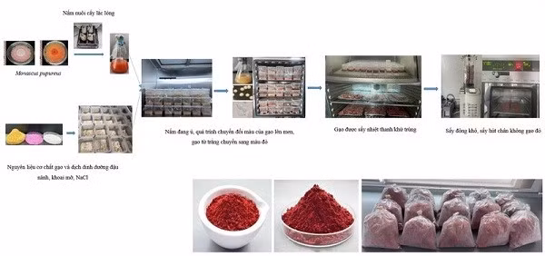 Quy trình sản xuất gạo lên men đỏ.