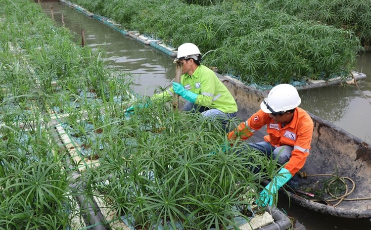Hệ thống làm sạch sinh học sông hồ ô nhiễm của nhóm nghiên cứu.