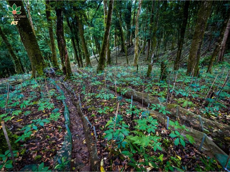 Một góc vườn sâm Ngọc Linh. Ảnh minh họa: INT - S.T