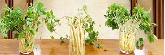 Trồng sâm non bằng phương pháp khí canh
