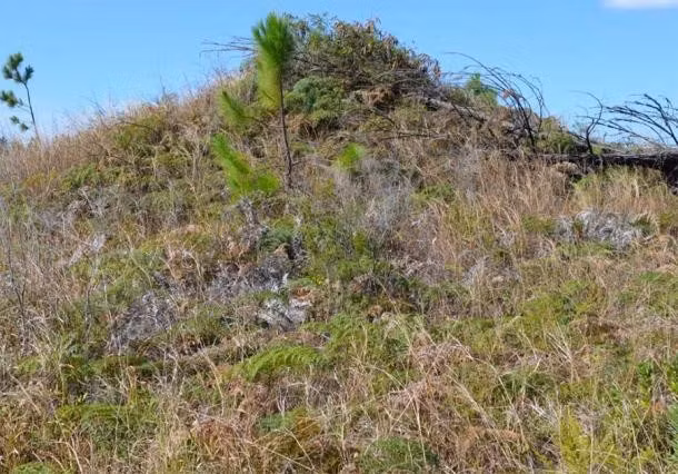 Bề ngoài của các gò bê tông cốt sắt giống hệt gò đất bình thường. Ảnh : Warren P. Aston