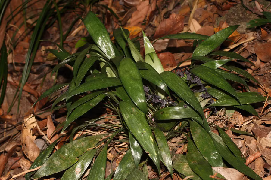 Cây huệ đá lá nhỏ chứa nhiều hoạt chất tốt cho sinh lý nam giới.