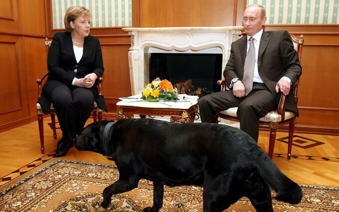 Chú chó giống Labrador Konni xuất hiện cùng Tổng thống Nga trong cuộc gặp Thủ tướng Đức Angela Merkel.