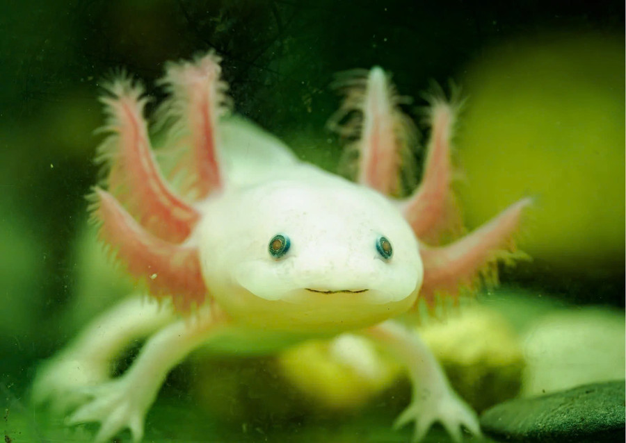 Axolotl là 'manh mối' cho lĩnh vực y học tái tạo. chia-khoa-tai-tao-co-the-con-nguoi-2.jpg