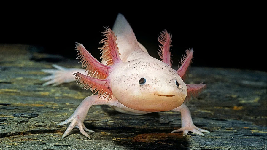 Axolotl có khả năng tái tạo các chi bị đứt.