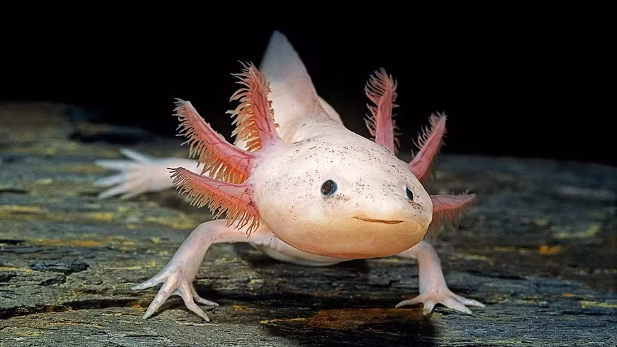 Axolotl có khả năng tái tạo các chi bị đứt.