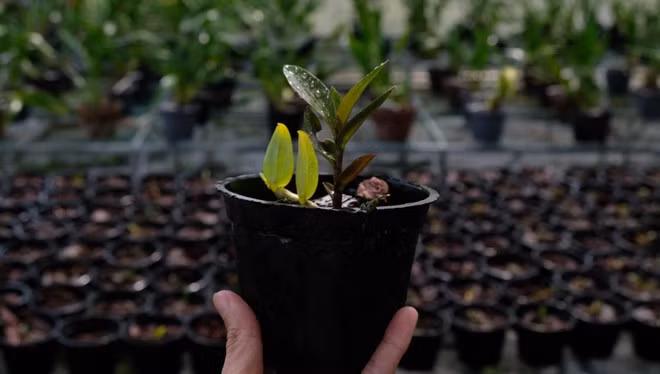 Một cây lan giống mới đủ tiêu chuẩn xuất bán.
