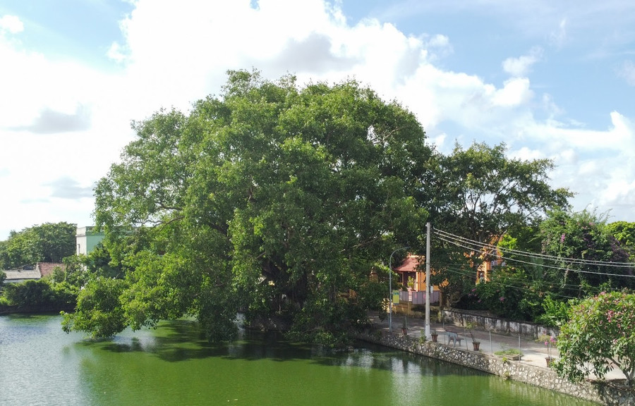 'Đại lão' bồ đề có thân hình to lớn, tán rộng vươn mình về phía hồ nước.
