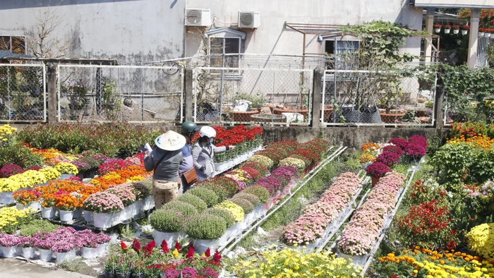 Tình hình tiêu thụ hoa kiểng tại làng hoa Sa Đéc khả quan, nhiều loại hoa sớm rời giàn đi khắp cả nước.
