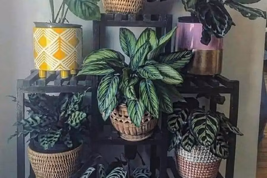 Bạn phải đảm bảo cây của mình được tưới nước đầy đủ trước khi vắng nhà. (Ảnh: ITN).