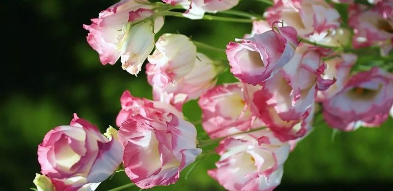 Mão rủng rỉnh tiền bạc, Thìn như ý cát tường vì gặp quý nhân ngày 23/11