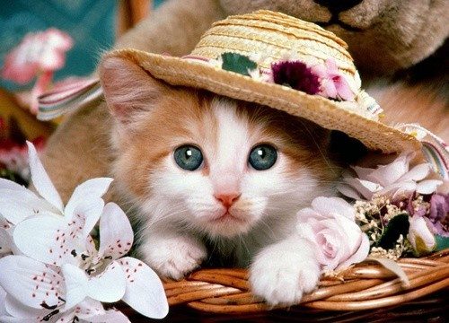 Kim Ngưu hái quả ngọt sau thời gian nỗ lực, Song Ngư dễ tổn thương ngày 27/1