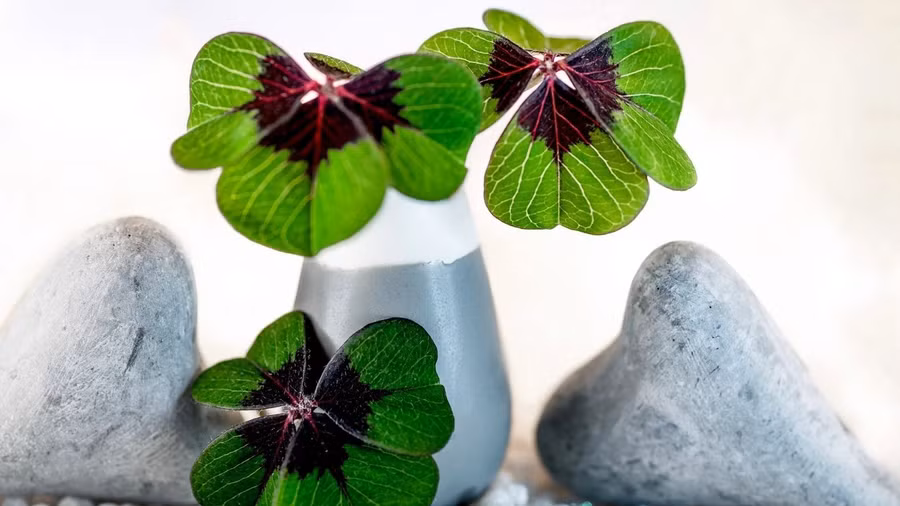 3 con giáp số đỏ hơn son, giàu có phát hờn ngày đầu tuần 19/1