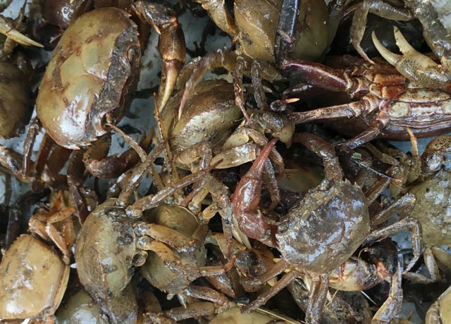 Canh cua đồng giải nhiệt mùa hè, bổ dưỡng, nhưng nhóm người này không nên ăn