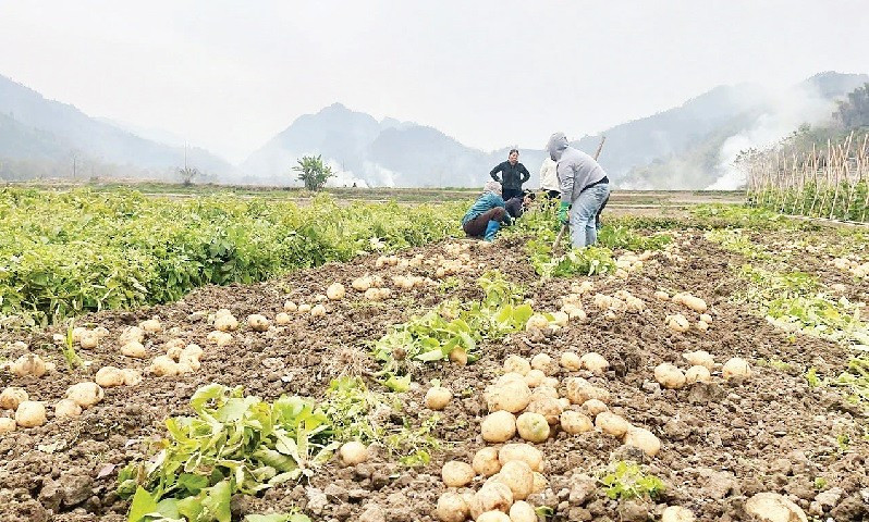 Trồng khoai tây liên kết giúp nhiều hộ nghèo có thu nhập ổn định. Ảnh TTXVN