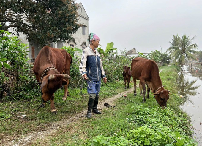 Các hộ dân ở Ninh Bình được nhận bò từ dự án, hỗ trợ phát triển kinh tế. Ảnh: Ảnh: Thùy Dung