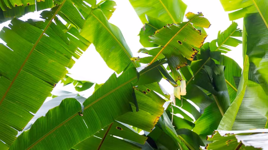 Các chất chống oxy hóa và hợp chất chống viêm trong lá chuối hỗ trợ quá trình giải độc tự nhiên của cơ thể. (Ảnh: ITN)
