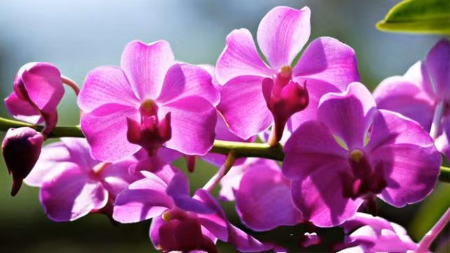 3 con giáp tài lộc như ‘diều gặp gió ngày 10/3