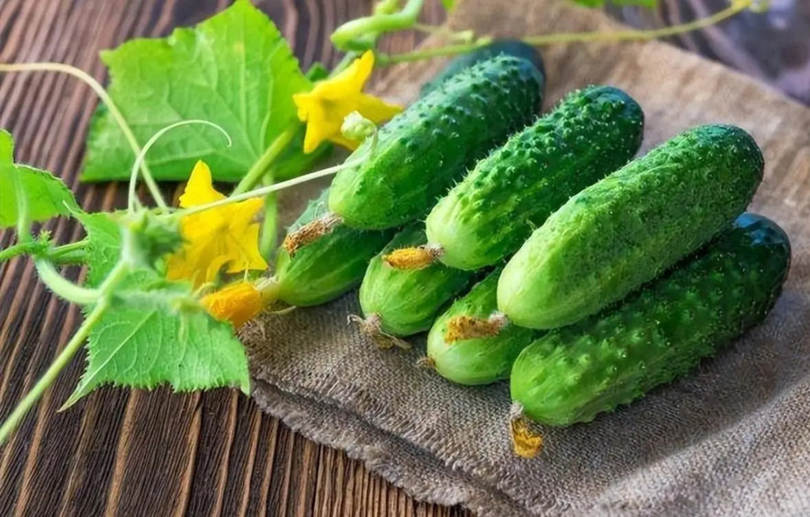 Đối với những người mắc các bệnh mãn tính nhất định, thói quen ăn sống dưa chuột cần được xem xét kỹ hơn. (Ảnh: ITN).