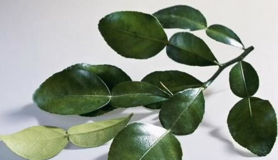 Lá chanh được xem là một loại thảo dược có tác dụng chữa bệnh rất tốt. (Ảnh: ITN)