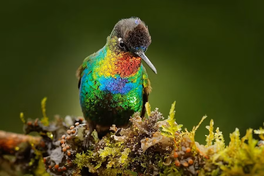 3 con giáp vận đào hoa, hạnh phúc đong đầy sau Tết