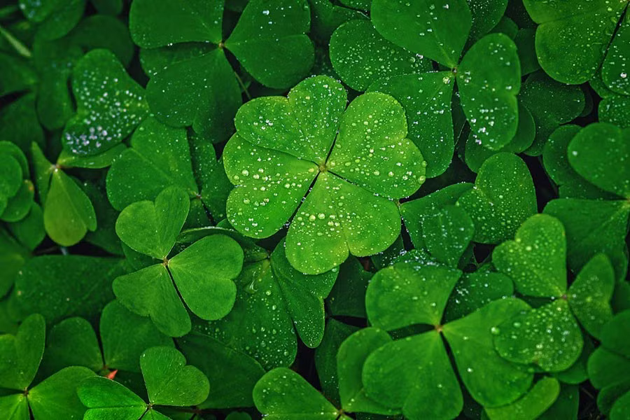 3 cung hoàng đạo vận đỏ như son, tình yêu, tiền tài đều rực rỡ tuần mới 10-16/2