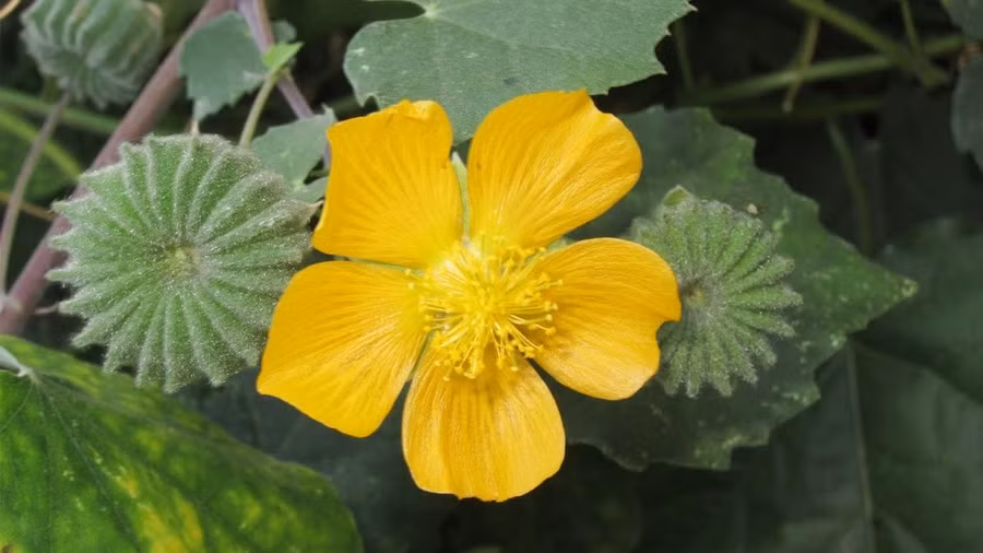 Sử dụng sản phẩm chứa thành phần chính cây cối xay giúp cải thiện ù tai phải