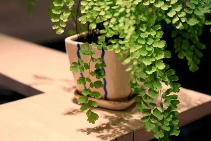 Nếu không chú ý đến ưu và nhược điểm của việc trồng cây trong nhà, sức khỏe của bạn sẽ bị ảnh hưởng nghiêm trọng. (Ảnh: ITN). 2-neu-khong-chu-y.jpg