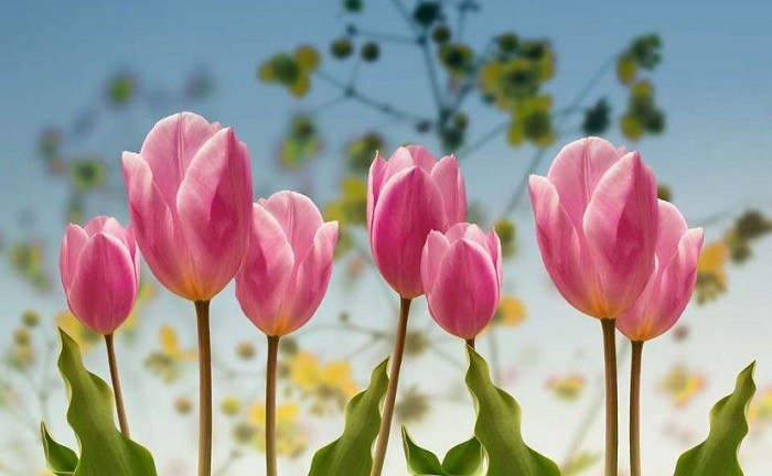 Tử vi 12 con giáp ngày 28/11: Dần, Dậu đón vô số tin vui