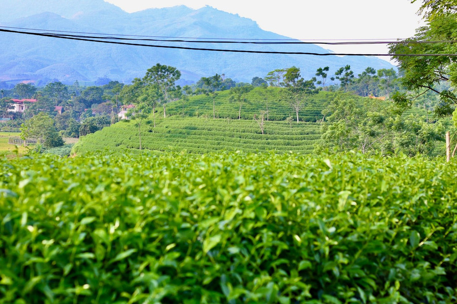 Cây chè là nguồn thu nhập chính của nhiều người dân. Ảnh Thùy Dương