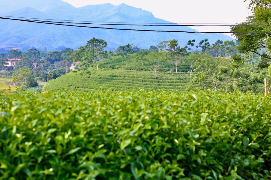 Cây chè là nguồn thu nhập chính của nhiều người dân. Ảnh Thùy Dương