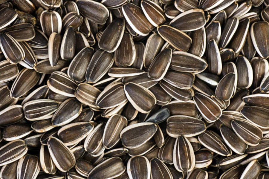Hạt hướng dương chứa axit béo không bão hòa. Ăn nhiều sẽ tiêu hao một lượng lớn cholin, gây rối loạn chuyển hóa chất béo trong cơ thể. (Ảnh: ITN)