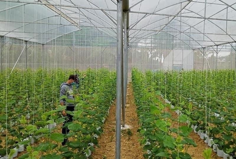 Ứng dụng công nghệ vào trồng dưa lưới tăng năng suất. Ảnh BTH