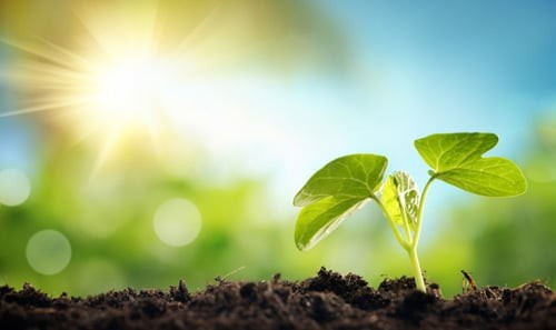 Sư Tử khiến rất nhiều người ngưỡng mộ, Song Ngư khá vất vả ngày 2/11