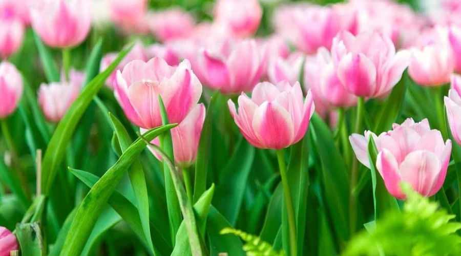 Ma Kết may mắn vây quanh, Song Tử không nên quá cầu toàn ngày 21/3