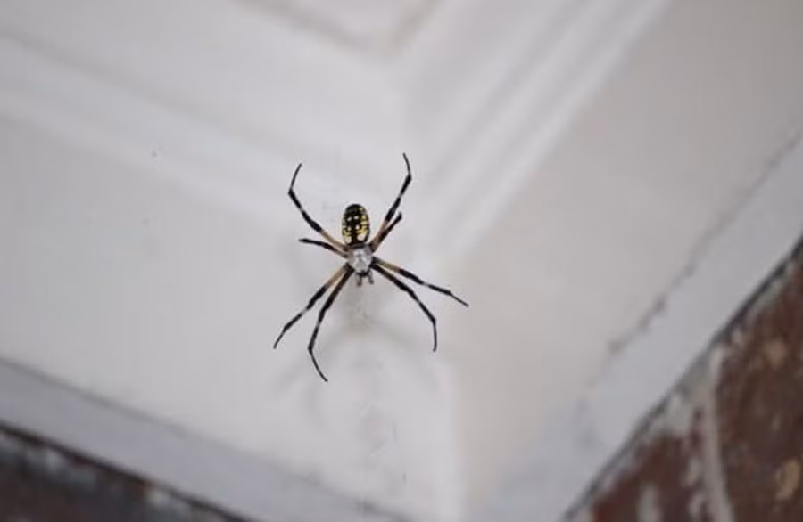 Hầu hết các loài nhện thích ẩn náu ở những nơi tối tăm. (Ảnh: ITN)