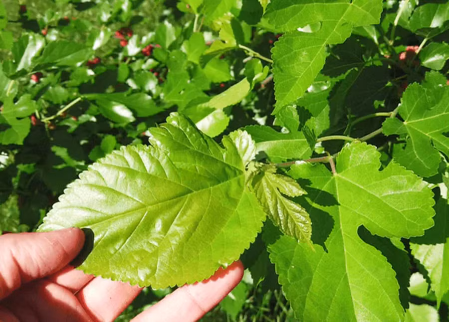 2. Chiet xuat dau tam va la dau tam.jpg