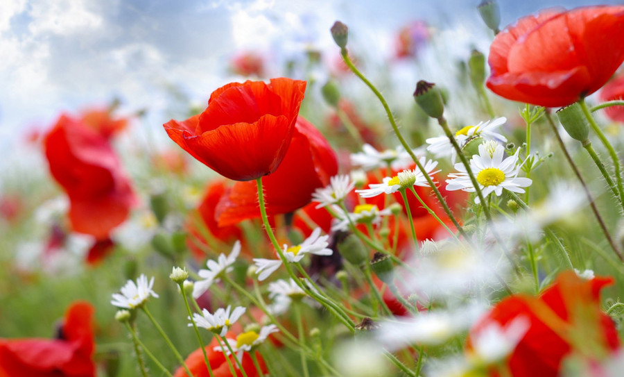 Song Tử được nhiều người để ý, Cự Giải cần sự hỗ trợ từ bạn bè ngày 30/10