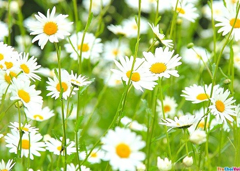 Bạch Dương hạn chế mua sắm, Song Tử tìm cách chinh phục người ấy ngày 28/12