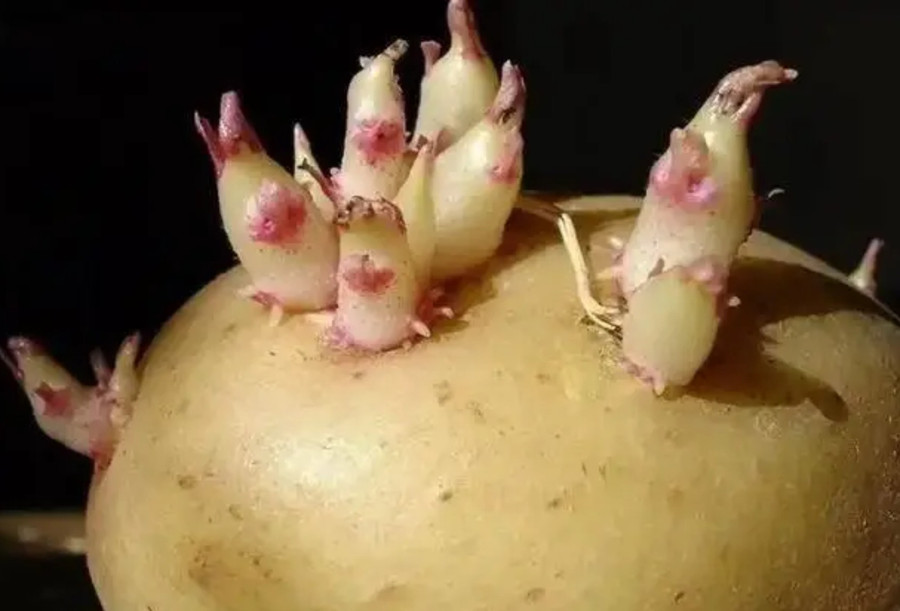 Nếu khoai đã nảy mầm, nên cố gắng loại bỏ phần nảy mầm, và nếu chồi đã lớn hoặc khoai chuyển mềm hoặc thối, tốt nhất không nên ăn. (Ảnh: ITN)