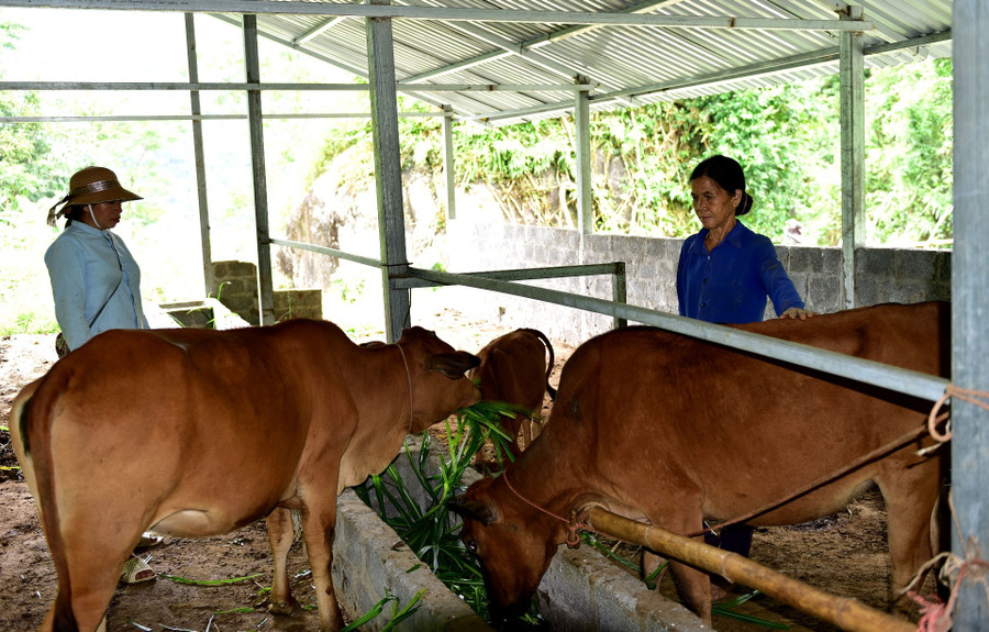 Mô hình chăn nuôi đại gia súc góp phần giảm nghèo ở Lai Châu. Ảnh BLC