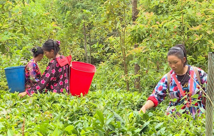 Nhiều mô hình kinh tế giúp người dân vùng cao xóa nghèo. Ảnh TTXVN