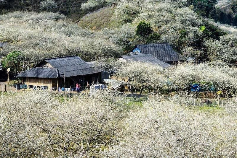 Nàng thơ Hồ Minh Thông 'tự sự Mộc Châu'