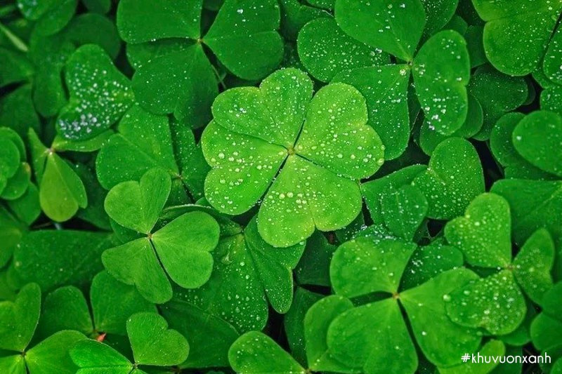 4 con giáp vận đỏ vây quanh, hanh thông như ý ngày 17/4