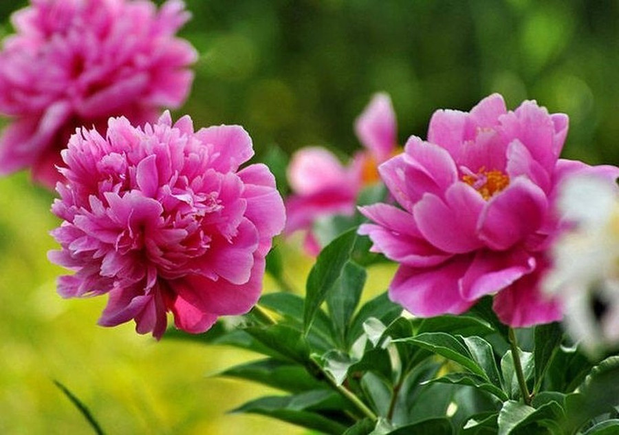 3 cung hoàng đạo tài lộc rực sáng, may mắn vây quanh ngày 1/8