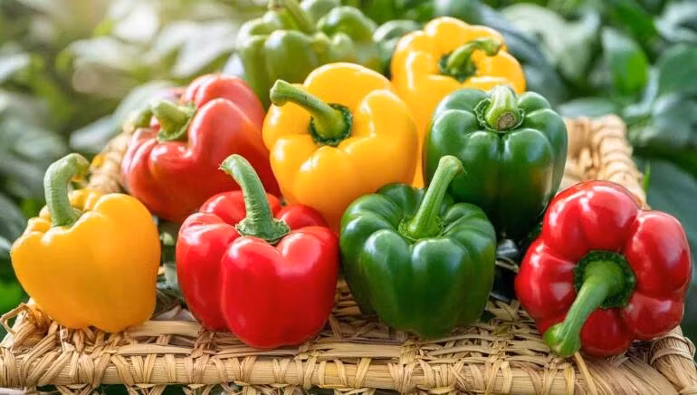 Ít calo nhưng giàu vitamin A và C, ớt chuông giúp tăng cường chức năng miễn dịch và sức khỏe của da. (Ảnh: ITN)