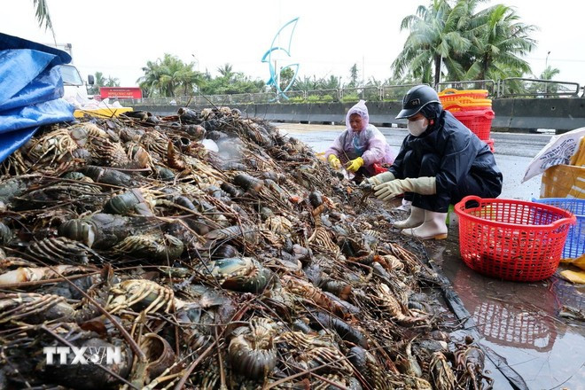 Tôm hùm nuôi được khoảng 12 tháng đang trong giai đoạn chuẩn bị thu hoạch bị chết hàng loạt do nước lũ. (Ảnh: Phạm Kha/TTXVN)