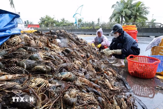Tôm hùm nuôi được khoảng 12 tháng đang trong giai đoạn chuẩn bị thu hoạch bị chết hàng loạt do nước lũ. (Ảnh: Phạm Kha/TTXVN)