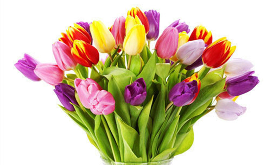 Tulip có vẻ đẹp trang nghiêm, thanh lịch, rực rỡ sắc màu, nhưng hoa của chúng lại chứa một loại chất độc mang tên Alkaloid. (Ảnh: ITN) 2-tulip-co-ve-dep.jpg