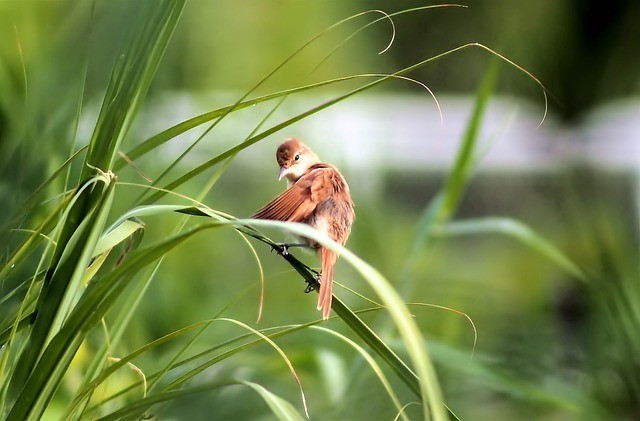  3 con giáp đã nhận được tin vui tới tấp trong ngày đầu năm mới 1/1